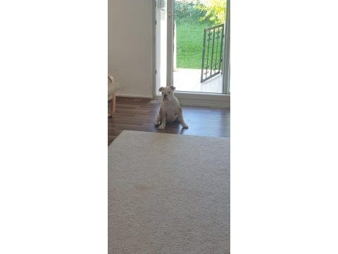 Safkan ingiliz bulldog