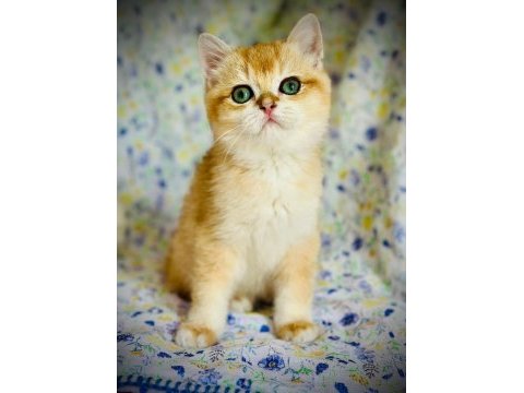 British shorthair ve longhair safkan yavrular