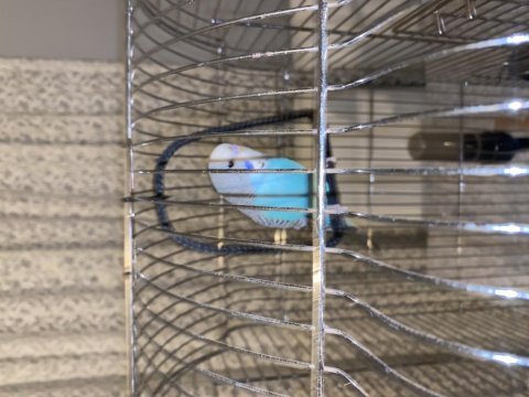 Lilian s lovebird