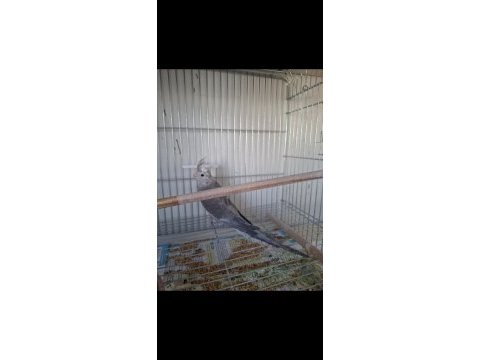 2 aylık erkek yavru sultan papağanı