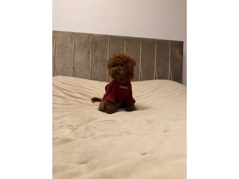 Kore poodle 5 aylık dişi