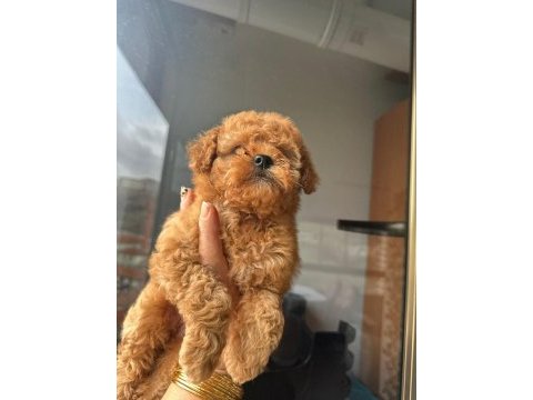 Poodle yavrum
