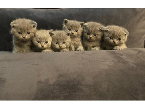 3 scottish fold 3 british shorthair