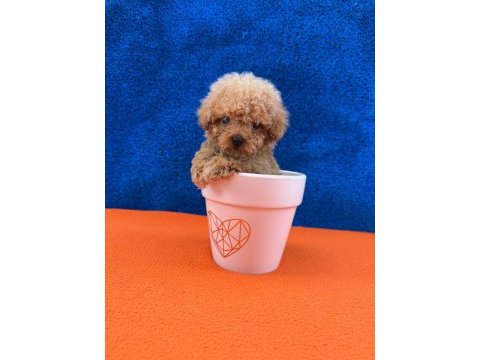 Show kalite kg boy garantili poodle