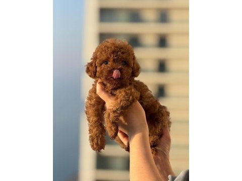 Kore kan toy poodle bebeklerimiz mevcut