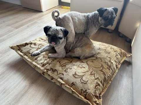 Pug kızlar