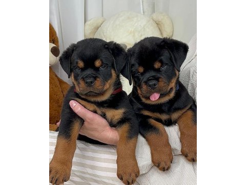 Rottweiler yavrularımız