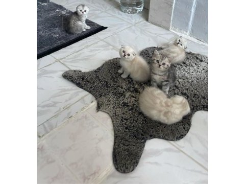 Blue point scottish fold yavrularımız