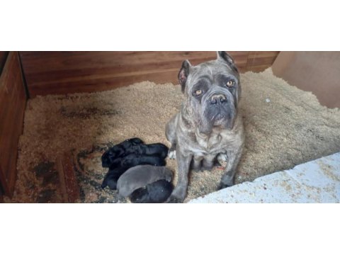 Cane corso 2 yaşında