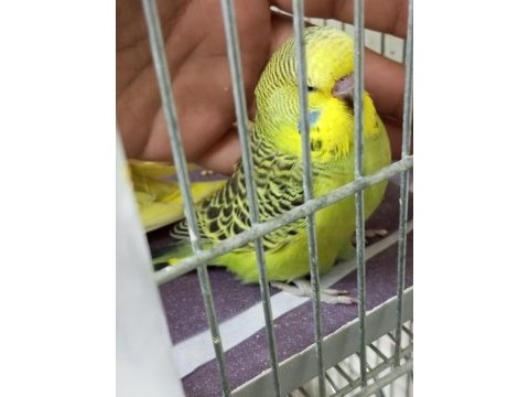 Yavru yeni düşmüş jumbo erkek muhabbet kuşu