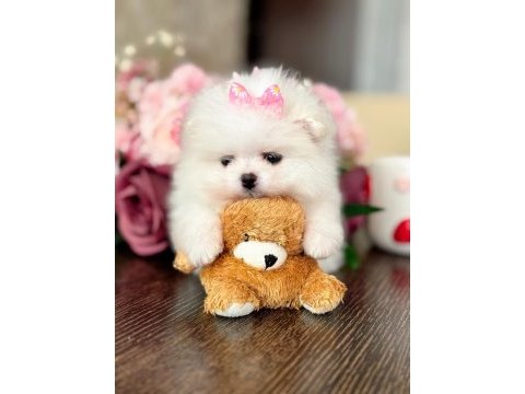 Mini boy prenses pomeranian boo