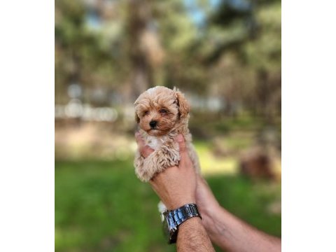 Gerçek maltipoo yavrularımız