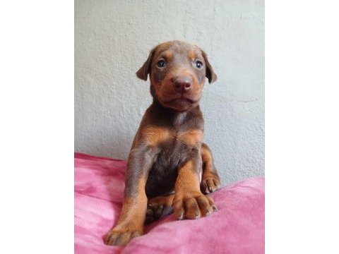 Kızıl king doberman a secere anne baba dan