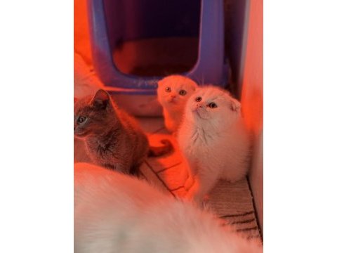 Türkiyenin en güzel scottish fold bebekleri