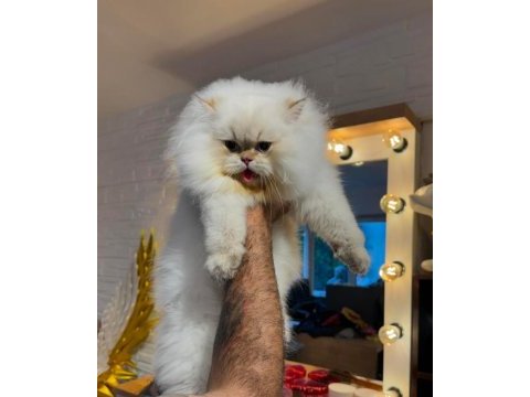 Şampiyon annenin british longhair şecereli ve çipli