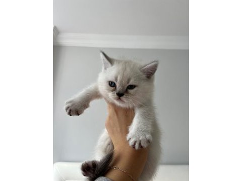 Saf kan british shorthair bebişler