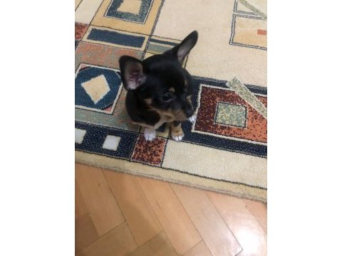 Orijinal yavru chihuahua