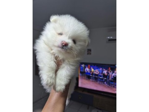 2 adet 8 haftalık erkek pomeranian yavru