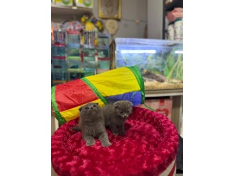 Dişi erkek ayıcık surat scottish fold bebekler
