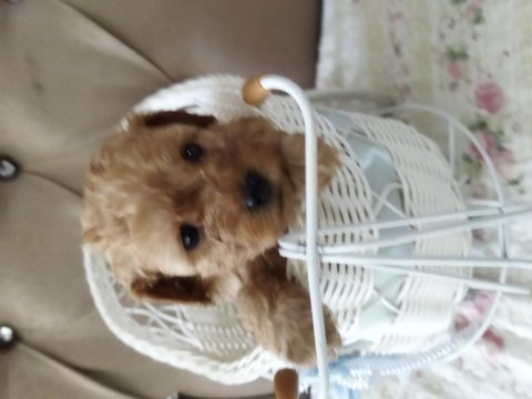 Toy poodle bebekler