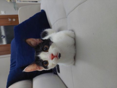 Fabrikadan kurtarıldı acil yuva aranıyor sokağa gitmesin