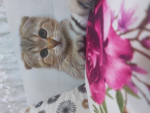 Scottish fold