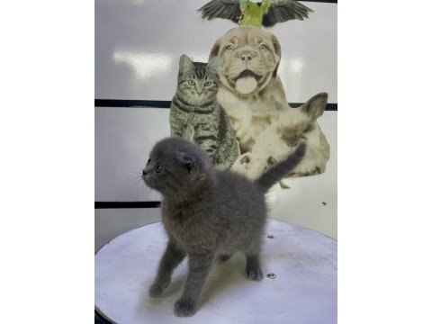 A kalite scottish fold yavru