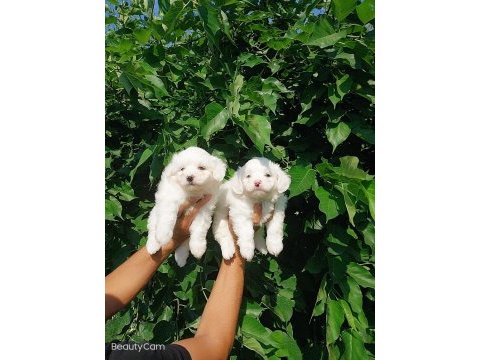 Terrier maltese çok sevimli yavrular