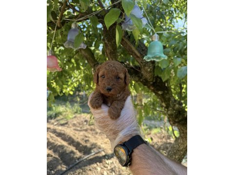 Toy poodle ırk garantili yavrularımız