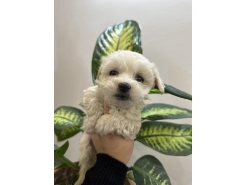 0 numara maltese terrier