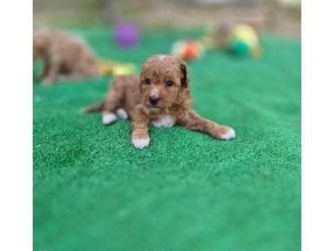 Sevimli maltipoo  yavrularımız 