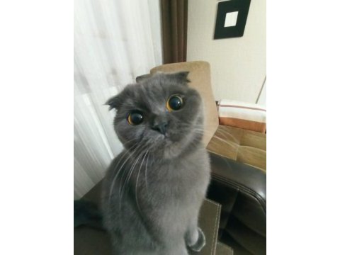 Scottish fold dişi