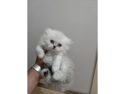 Chinchilla kediler