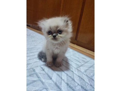 İran persian bebişler
