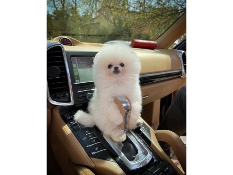 Safkan pomeranian boo