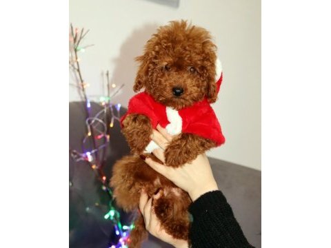 Yıl başı kurabiyeleri poodle köpekler