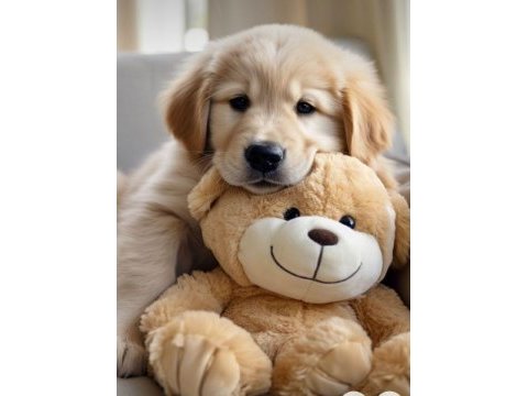 Golden retriever yavrular istenirse kapınıza teslim