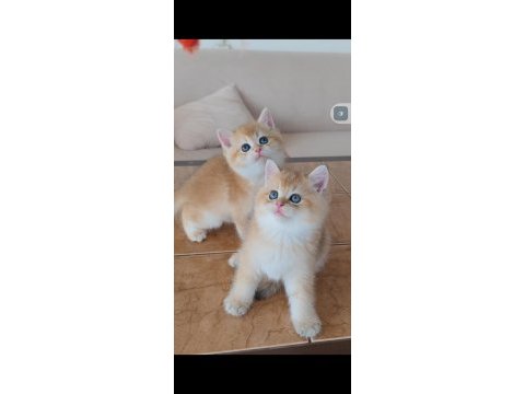 British shorthair kedileri