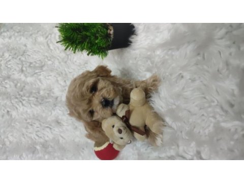Veteriner kontrolünden garantili maltipoo bebekler