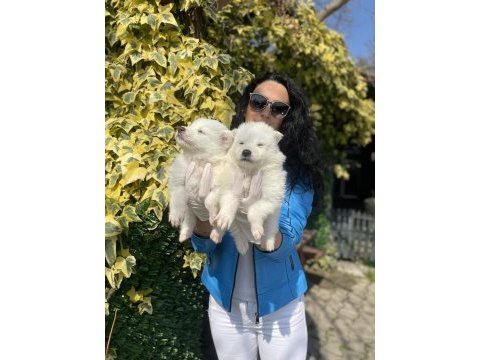 Samoyed yavrularım sağlık ve ırk garantilidir