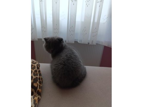 Kaliteli scottish fold yavru bi bakin yaaa