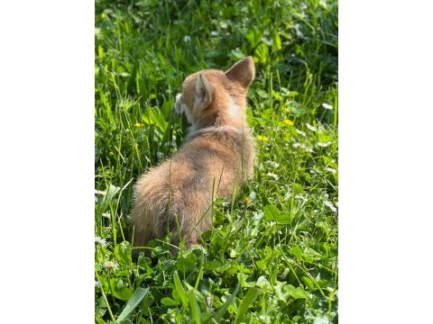 Welsh corgi pembroke erkek 3 aylık