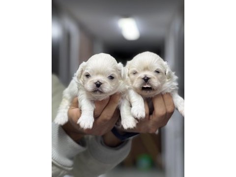 İmperial pekingese yavrular