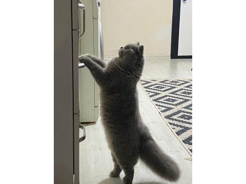20 aylık british longhair ücretsiz