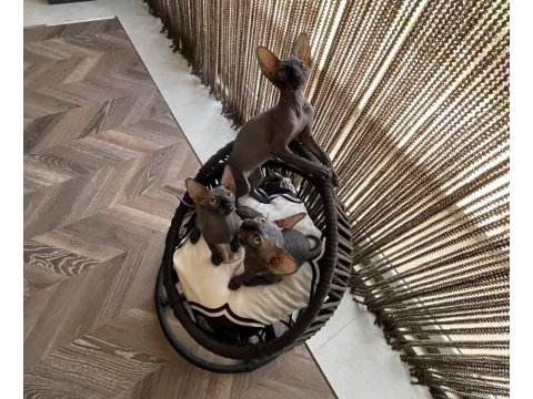 Sphynx sfenks bebekler