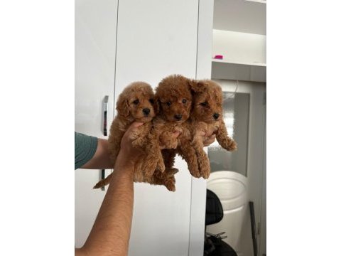 Toy poodle erkek yavrularım
