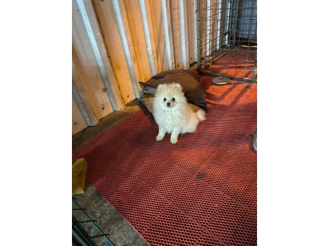 A kalite pomeranian köpeklerimiz