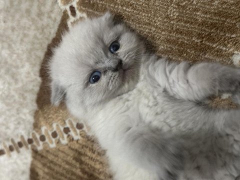 Scottish fold cinsi yavru kedilerim