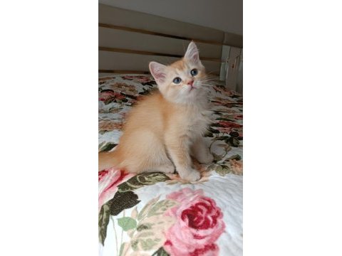 Golden british shorthair erkek