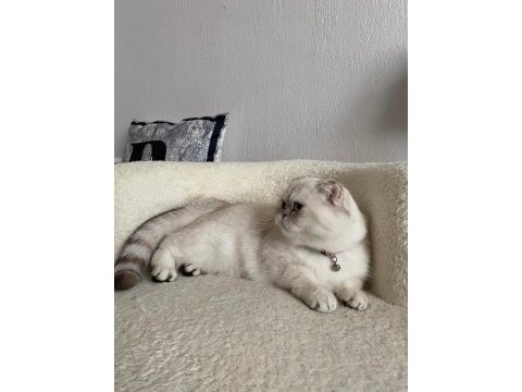 Beyaz scottish fold